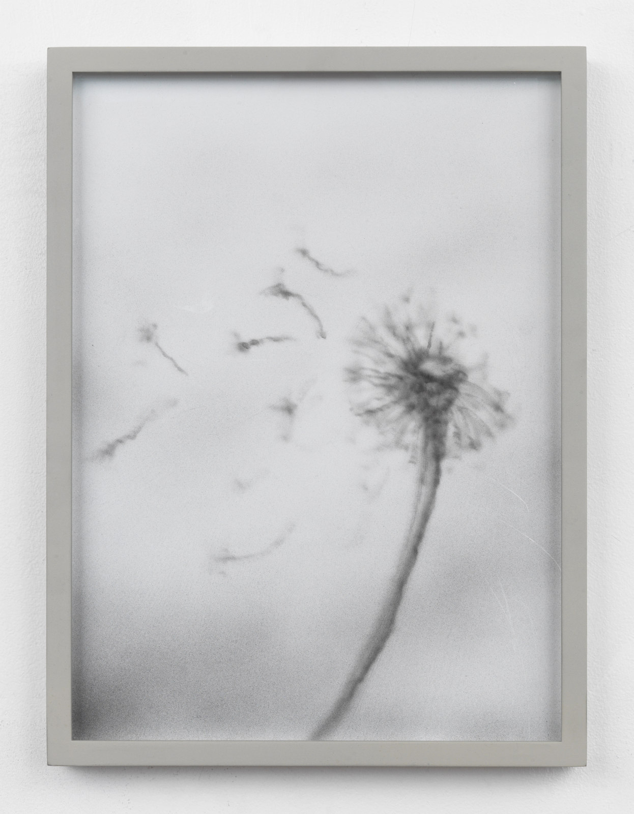 Worm Rose, 2016