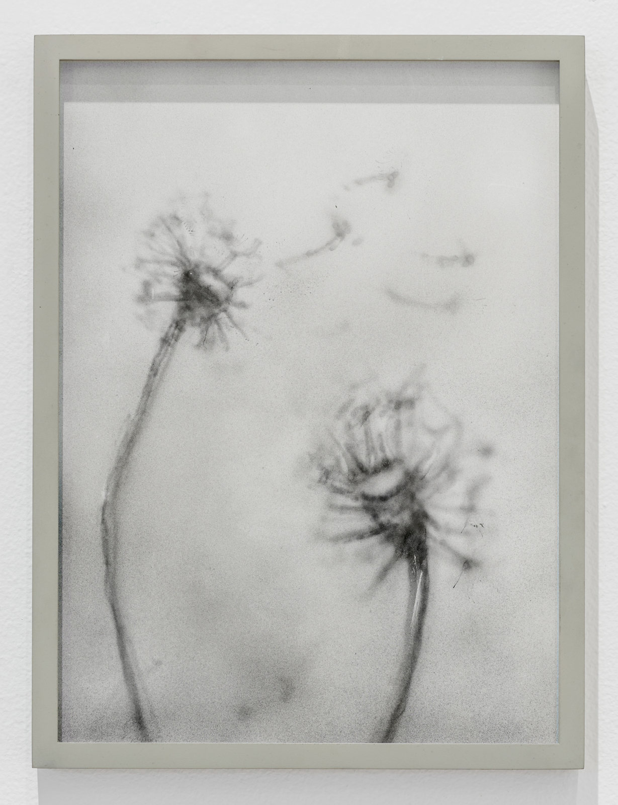 Worm Rose (2), 2016