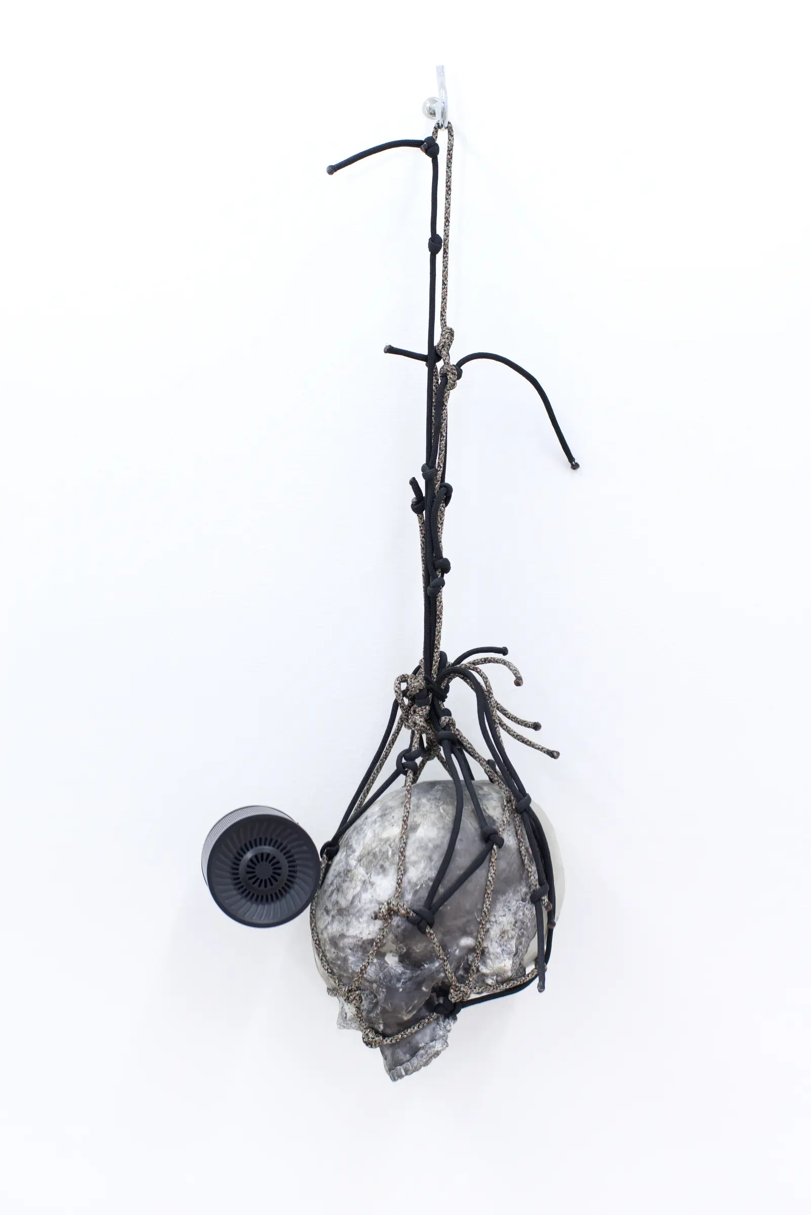 Birds, flies, 2016